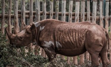 Koshi Tappu Wildlife Tour