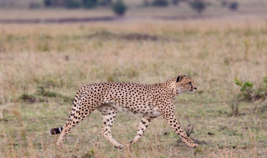 Shuklaphanta National Park